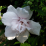 Hibiscus 'Blushing Bride'.png